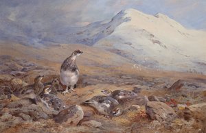 On the Ptarmigan Ground (akvarelli) tekijältä Archibald Thorburn