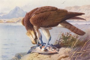 Kalasääski (värillinen litografia) tekijältä Archibald Thorburn
