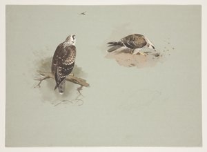 Vaalea hunajahiiri, n. 1915 (akvarelli ja vartaloväri kynällä paperille) tekijältä Archibald Thorburn