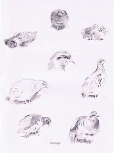 Partridges, 1938 tekijältä Archibald Thorburn
