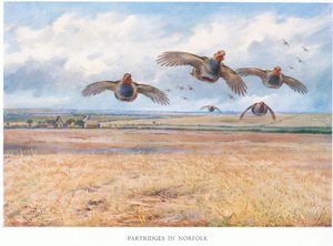 Partridges Norfolkissa, 1938 tekijältä Archibald Thorburn