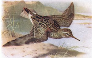 Pectoral Sandpiper, teoksesta Birds of the British Isles and Their Eggs, julkaissut Frederick Warne & Co Ltd, 1958.