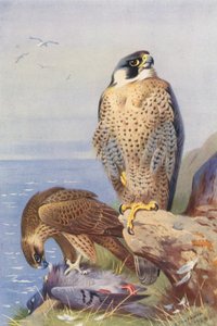 Muuttohaukka (värilitografia) tekijältä Archibald Thorburn