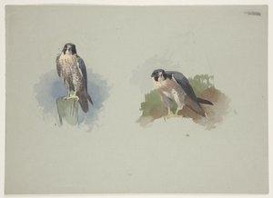 Peregrine falcon uros, n. 1915 (akvarelli ja vartaloväri kynällä paperille) tekijältä Archibald Thorburn