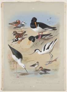 Phaleropes, osterisieppaus, avocet, turnstone ja paalu, n. 1915 (akvarelli- ja vartaloväri arabikumilla kynällä aluksella) tekijältä Archibald Thorburn