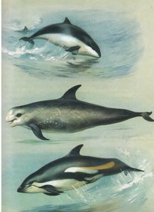Pyöriäinen, Rissos Grampus ja White Sided Dolphin, julkaisusta Thorburn