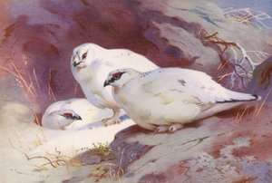 Metsäkauris (uros ja naaras, talvi) (värilitro) tekijältä Archibald Thorburn