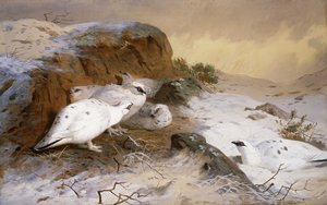 Ptarmigan lumessa tekijältä Archibald Thorburn