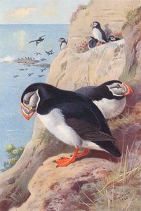 Puffin (värillinen litografia) tekijältä Archibald Thorburn