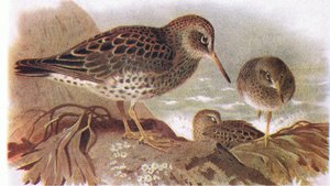 Purple Sandpiper, teoksesta Birds of the British Isles and Their Eggs, jonka on julkaissut Frederick Warne & Co Ltd, 1958.