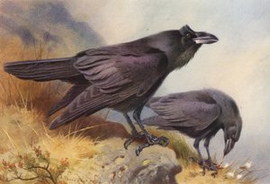 Korppi (värilitra) tekijältä Archibald Thorburn