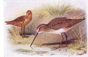 Red Breasted Snipe, teoksesta Birds of the British Isles and Their Eggs, Frederick Warne & Co Ltd, 1958.