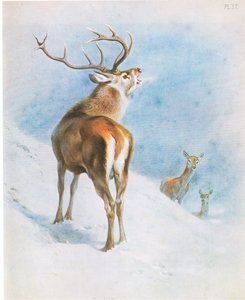 Red Deer, pubi. kirjoittanut Book Club Associates tekijältä Archibald Thorburn