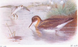 Red Necked Phalarope (kesä ja syksy), Frederick Warne & Co Ltd:n julkaisemasta teoksesta Birds of the British Isles and Their Eggs, 1958. tekijältä Archibald Thorburn