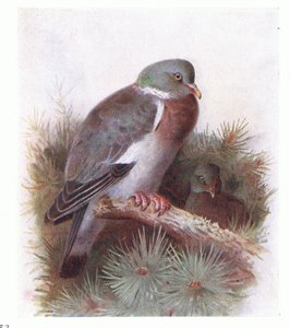 Ring Dove, teoksesta Birds of the British Isles and Their Eggs, jonka on julkaissut Frederick Warne & Co Ltd, 1958. tekijältä Archibald Thorburn