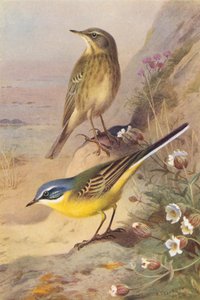 Rock-Pipit, Blue-Headed Wagtail (värilitografia) tekijältä Archibald Thorburn