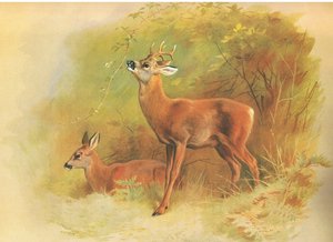 Roe Deer, from thorburns Mammals julkaisija Longmans and Co, c. 1920 tekijältä Archibald Thorburn