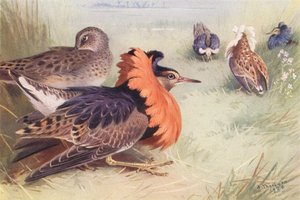 Ruff (neljä uros- ja naarastyyppiä) (värilitografia) tekijältä Archibald Thorburn
