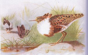 Ruffs and Reeves, teoksesta Birds of the British Isles and Their Eggs, jonka on julkaissut Frederick Warne & Co Ltd, 1958.
