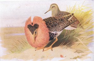 Ruffs and Reeves, teoksesta Birds of the British Isles and Their Eggs, jonka on julkaissut Frederick Warne & Co Ltd, 1958. tekijältä Archibald Thorburn