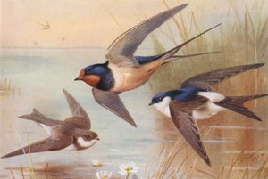 Sand-Martin, Swallow, Martin (värilitro). tekijältä Archibald Thorburn