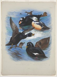 Scoters and stellers haahka, n. 1915 (akvarelli ja vartaloväri kynällä paperille) tekijältä Archibald Thorburn