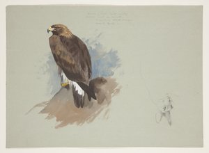 Merikotka ja lyijykynäluonnos kanista, n. 1915 (akvarelli ja vartaloväri kynällä paperille) tekijältä Archibald Thorburn