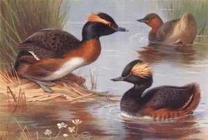 Slavonian Grebe, Little Grebe, Black-Necked Grebe (värilitografia) tekijältä Archibald Thorburn