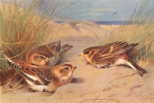 Snow-Bunting (talvi), Twite (värilitro) tekijältä Archibald Thorburn