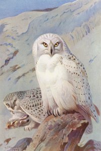 Lumipöllö (värilitro) tekijältä Archibald Thorburn