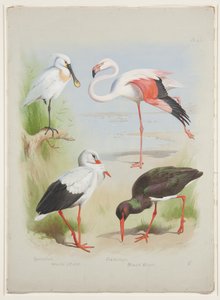 Lusikkanokka, flamingo ja haikara, n. 1915 (akvarelli ja vartaloväri kynällä paperille) tekijältä Archibald Thorburn