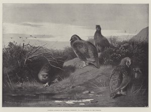 Urheiluaiheita, Daybreak on the 12th tekijältä Archibald Thorburn