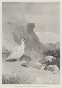 Urheiluaiheet, Ptarmiganin koti tekijältä Archibald Thorburn