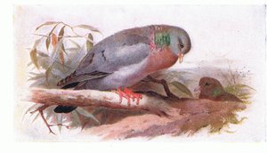 Stock Dove, teoksesta Birds of the British Isles and Their Eggs, julkaissut Frederick Warne & Co Ltd, 1958.