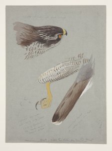 Tutkimuksia koirashaukkasen päästä, jaloista ja siipeistä, n. 1915 (akvarelli ja vartaloväri kynällä paperille) tekijältä Archibald Thorburn