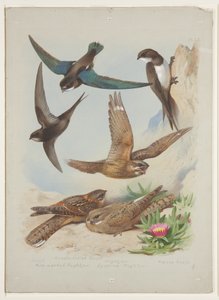 Swift, n. 1915 (akvarelli ja vartaloväri kynällä paperille) tekijältä Archibald Thorburn