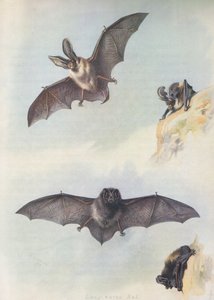 Barbastelle tekijältä Archibald Thorburn