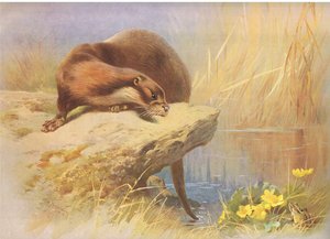 The Otter, Thorburn