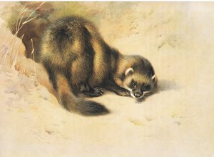 The Polecat, Thorburn