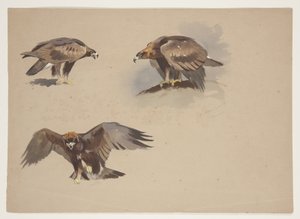 Kolme pientä luonnosta kultakotkasta, n. 1915 (akvarelli ja vartaloväri kynällä paperille) tekijältä Archibald Thorburn