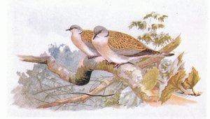Turtle Dove, teoksesta Birds of the British Isles and Their Eggs, julkaissut Frederick Warne & Co Ltd, 1958. tekijältä Archibald Thorburn