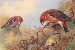 Ristisorsa, Ristisorsa (koiras ja naaras) (värilitografia) tekijältä Archibald Thorburn