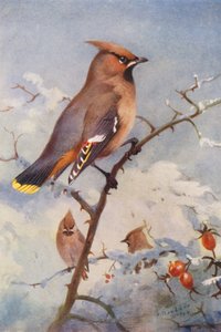 Vahalintu (värilitro) tekijältä Archibald Thorburn