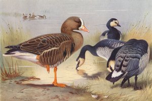 Valkoposkihanhi, bernakanhanhi (värilitografia) tekijältä Archibald Thorburn