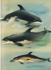 White Beaked Dolphin, Bottlenose Dolphin ja Common Dolphin, Thorburn