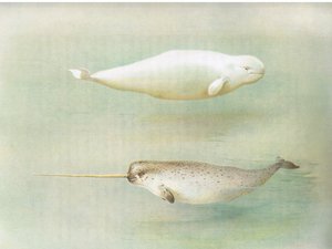 White Whale and Narwhal, julkaisusta Thorburns Mammals, julkaisija Longmans and Co, c. 1920 tekijältä Archibald Thorburn