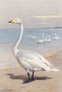 Laulujoutsen (värilitro) tekijältä Archibald Thorburn