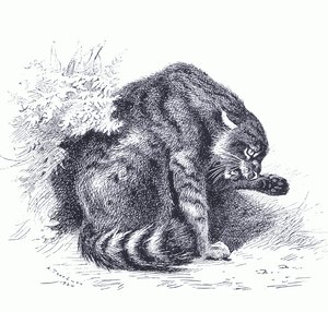 Wild Cat, Longmans and Co:n julkaisemasta Thorburn
