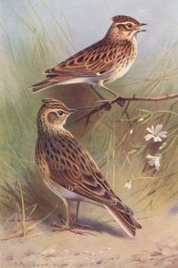 Wood-Lark, Sky-Lark (värilitografia) tekijältä Archibald Thorburn