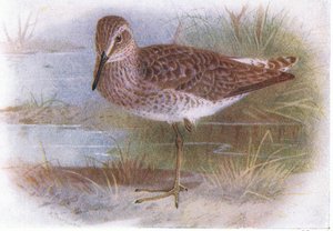 Wood Sandpiper, teoksesta Birds of the British Isles and Their Eggs, jonka on julkaissut Frederick Warne & Co Ltd, 1958.